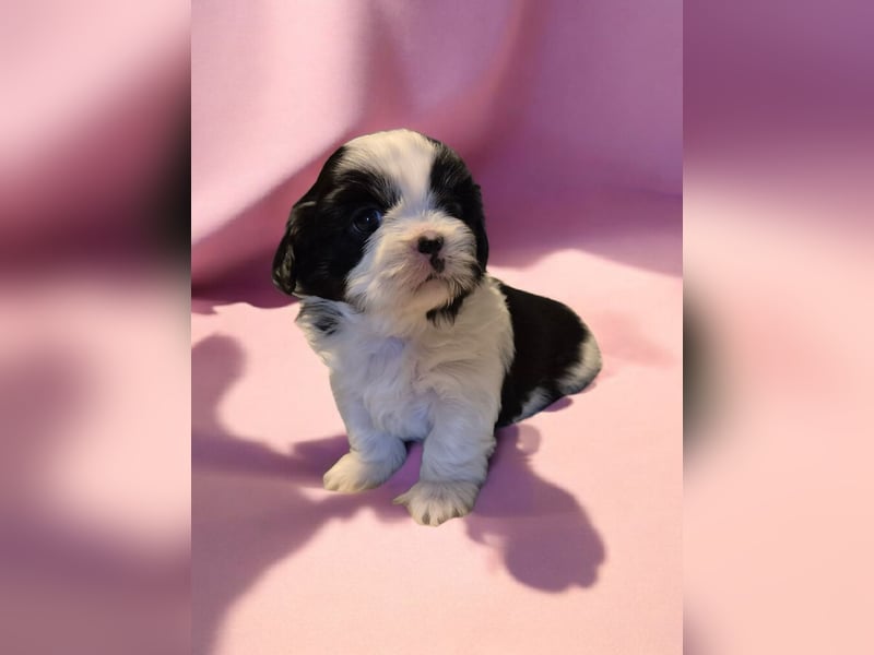 Shih - Tzu Welpen