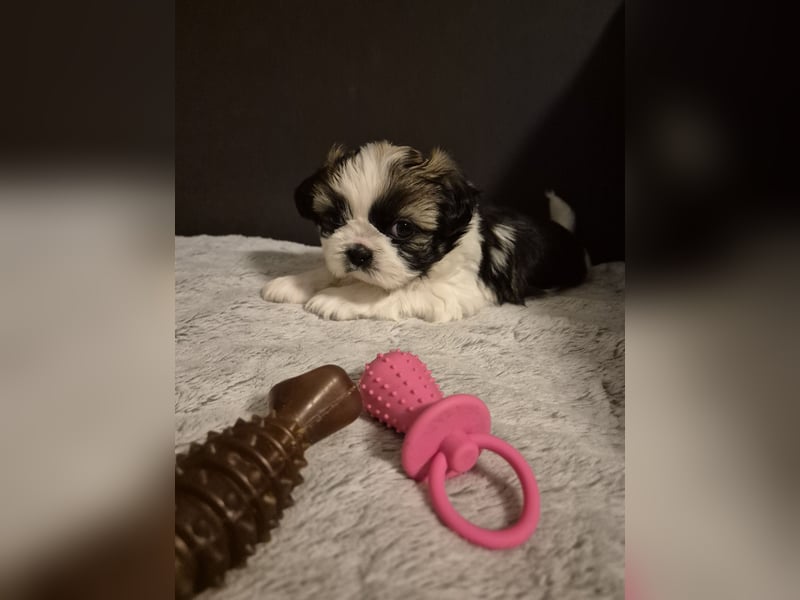 Shih - Tzu Welpen