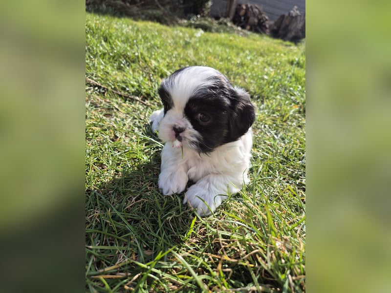 Shih - Tzu Welpen