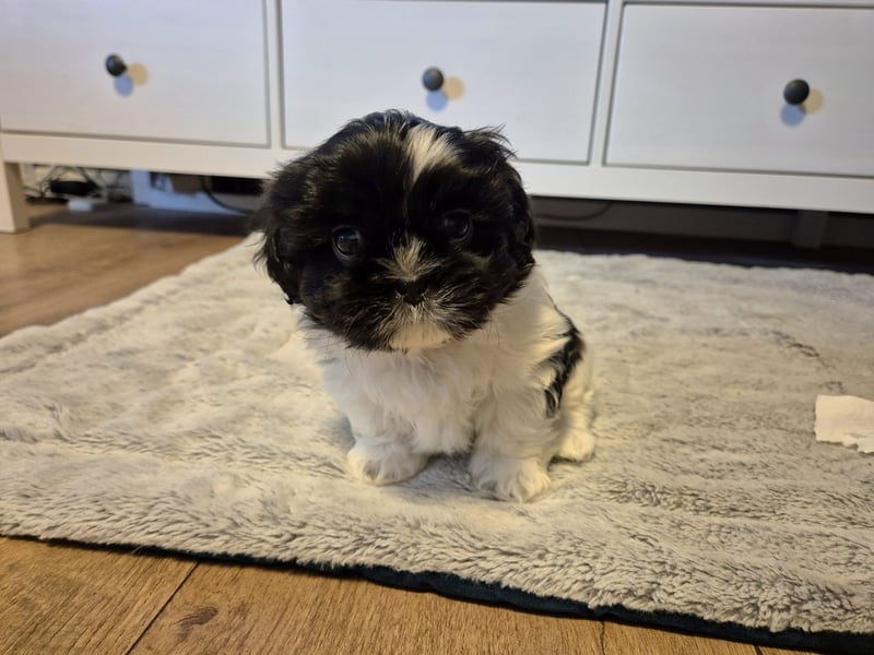 Shih - Tzu Welpen