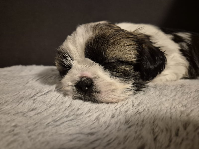 Shih - Tzu Welpen