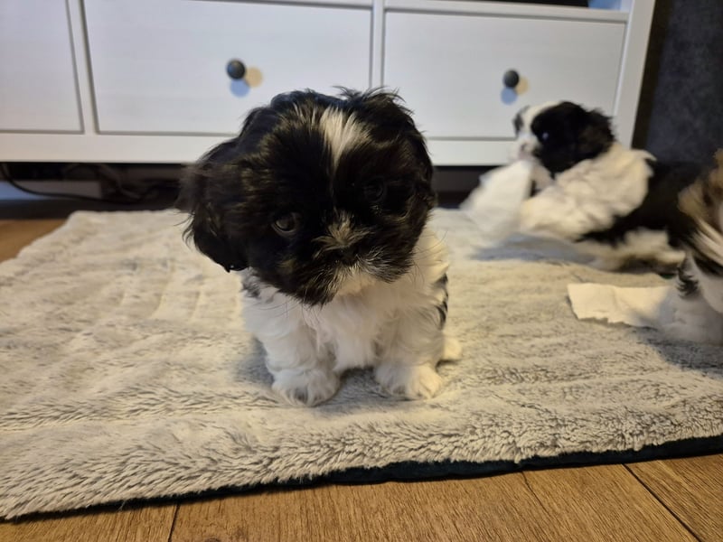 Shih - Tzu Welpen