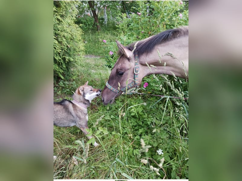 Shikoku-ken FCI. Eine seltene, intelligente, familienorientierte und angesehene japanische Rasse.