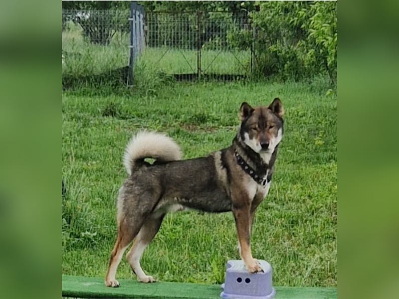 Shikoku-ken FCI. Eine seltene, intelligente, familienorientierte und angesehene japanische Rasse.