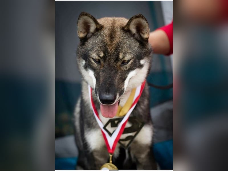 Shikoku-ken FCI. Eine seltene, intelligente, familienorientierte und angesehene japanische Rasse.