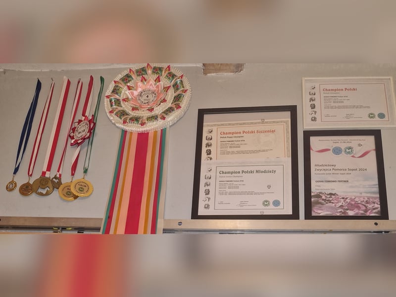 Shikoku-ken FCI. Eine seltene, intelligente, familienorientierte und angesehene japanische Rasse.