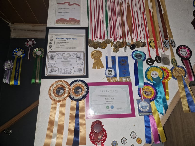 Shikoku-ken FCI. Eine seltene, intelligente, familienorientierte und angesehene japanische Rasse.