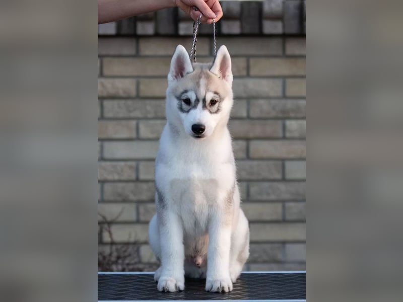 Not just a siberian husky boy - a soulmate on four paws
