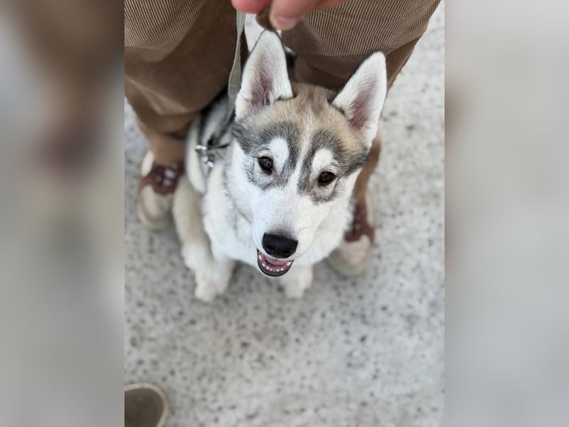 Not just a siberian husky boy - a soulmate on four paws