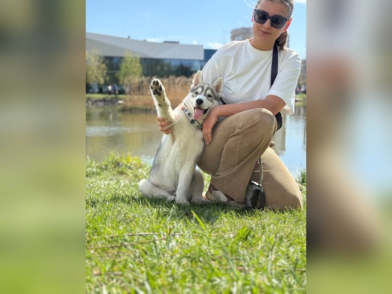 Not just a siberian husky boy - a soulmate on four paws
