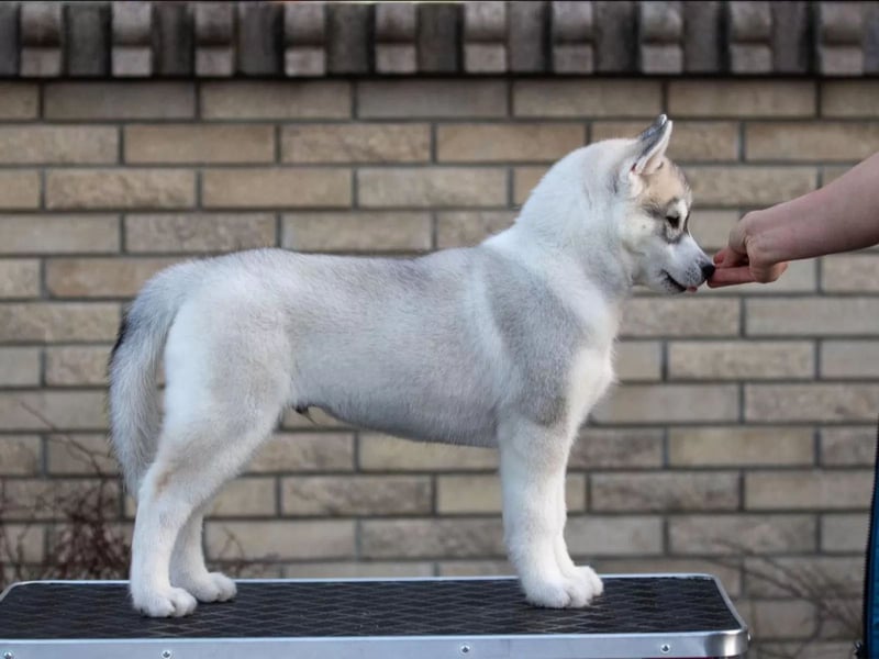 Not just a siberian husky boy - a soulmate on four paws