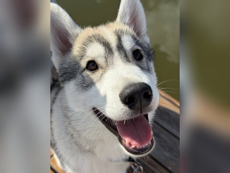 Not just a siberian husky boy - a soulmate on four paws