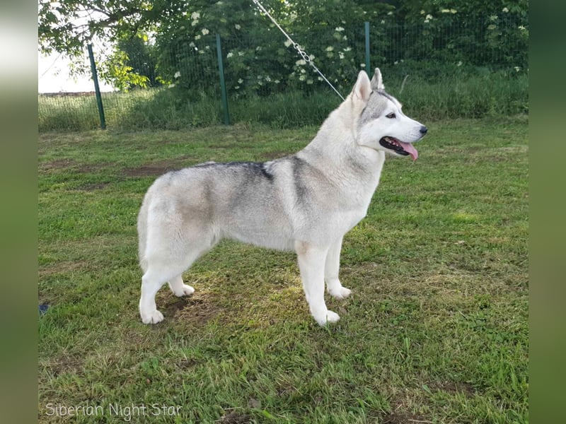 Siberian husky puppies