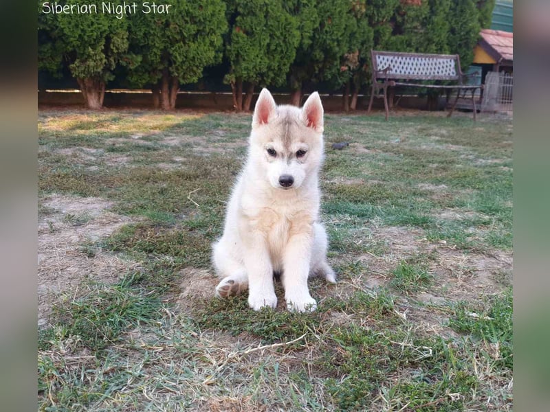 Siberian husky puppies