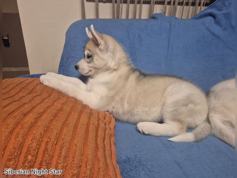 Siberian husky puppies