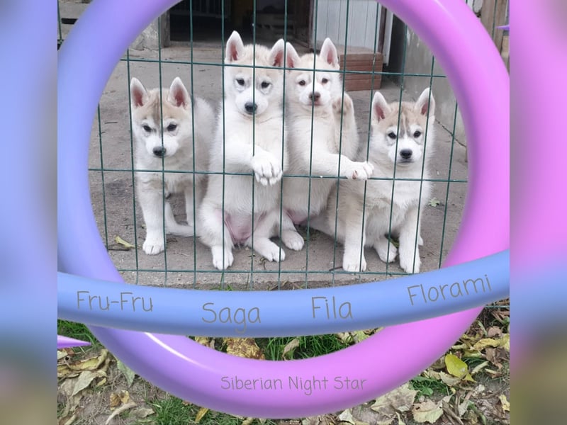 Siberian husky puppies