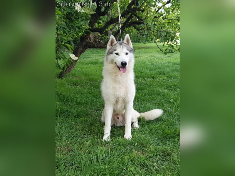 Siberian husky puppies