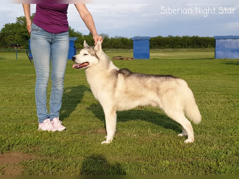 Siberian husky puppies