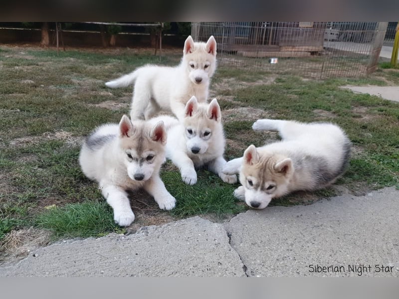 Siberian husky puppies