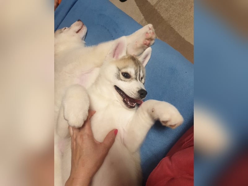 Siberian husky puppies