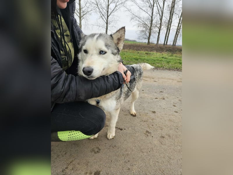 Notfall Gloria – sie braucht dringend Nähe statt Zwinger