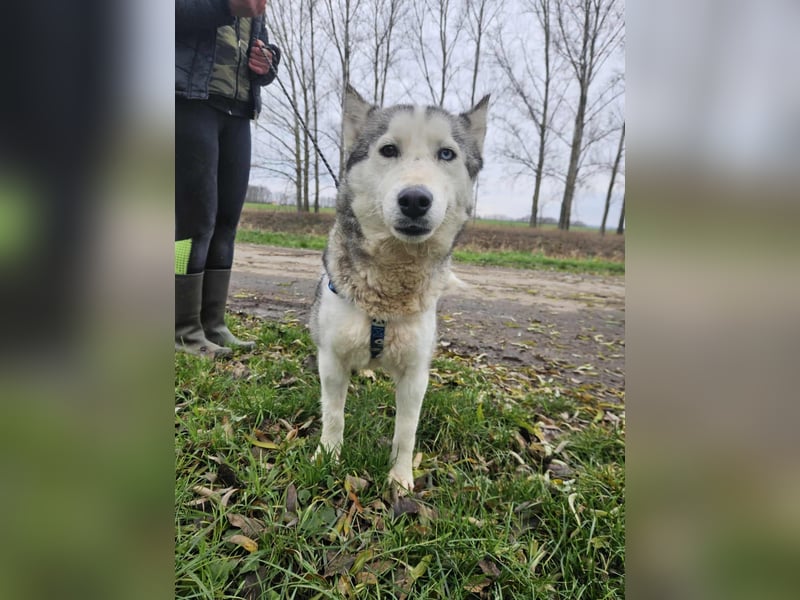 Notfall Gloria – sie braucht dringend Nähe statt Zwinger