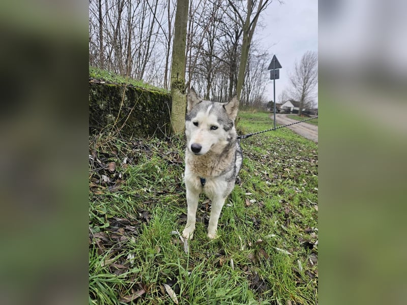 Notfall Gloria – sie braucht dringend Nähe statt Zwinger