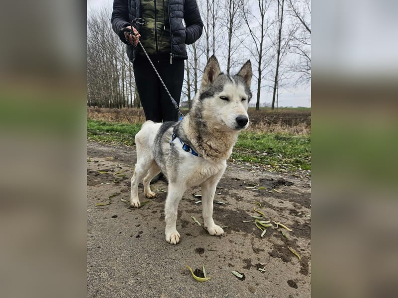 Notfall Gloria – sie braucht dringend Nähe statt Zwinger