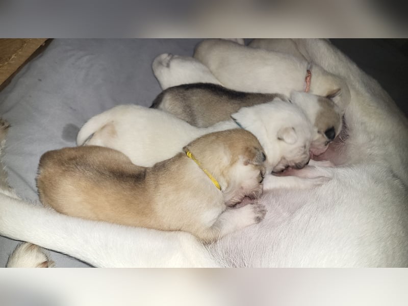 Reinrassige Sibirische Husky Welpen mit Papieren – Abgabe ab Januar 2026