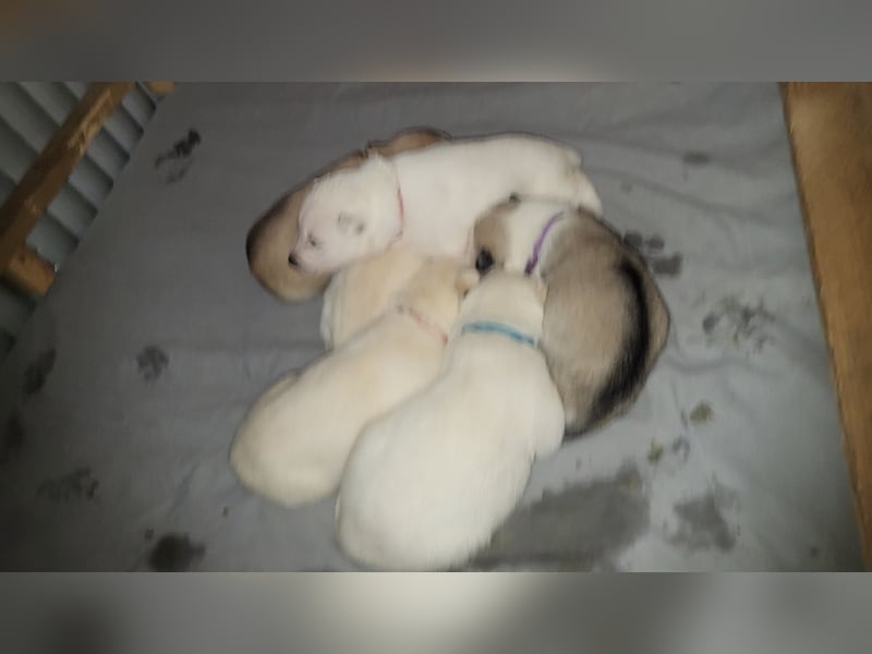 Reinrassige Sibirische Husky Welpen mit Papieren – Abgabe ab Januar 2026