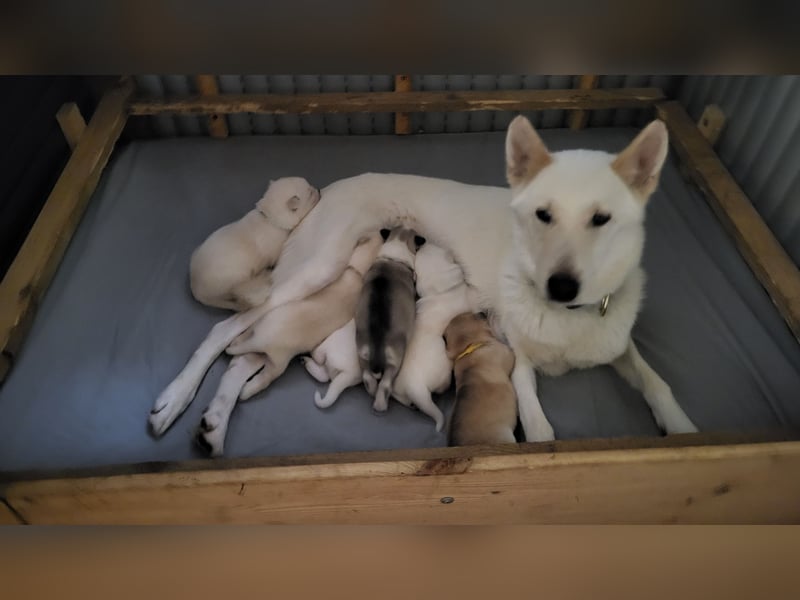 Reinrassige Sibirische Husky Welpen mit Papieren – Abgabe ab Januar 2026