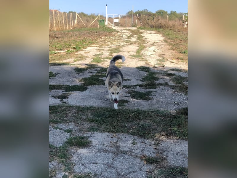 YUKA ❤️ sucht Zuhause oder Pflegestelle