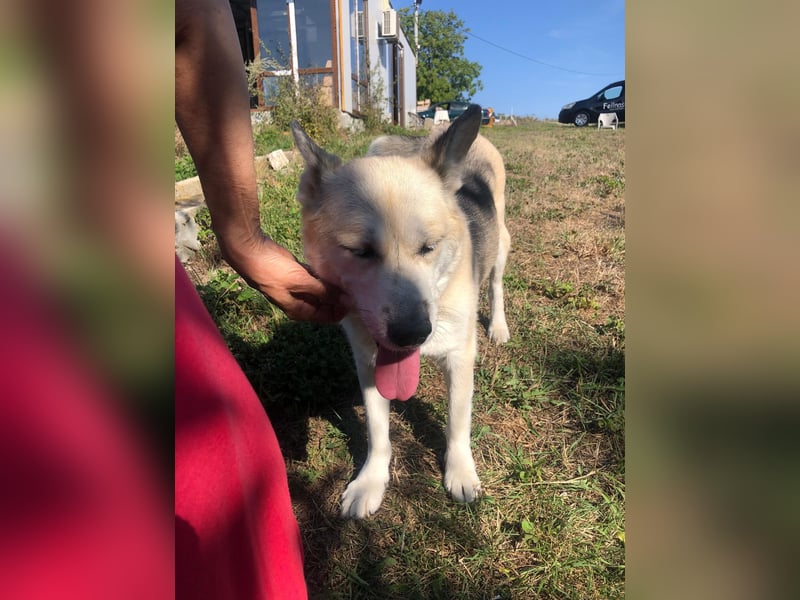 YUKA ❤️ sucht Zuhause oder Pflegestelle