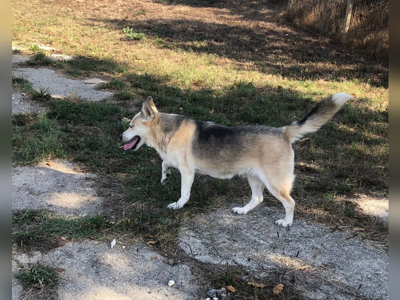 YUKA ❤️ sucht Zuhause oder Pflegestelle