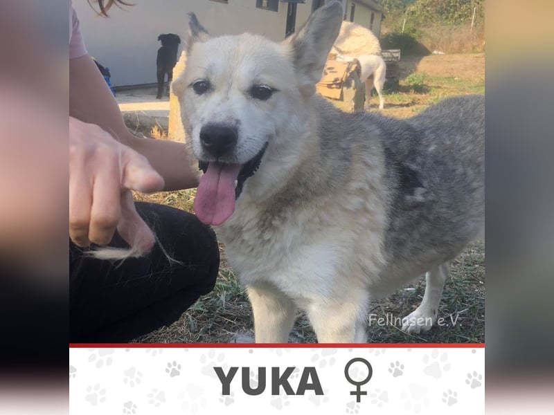YUKA ❤️ sucht Zuhause oder Pflegestelle