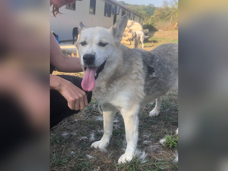 YUKA ❤️ sucht Zuhause oder Pflegestelle
