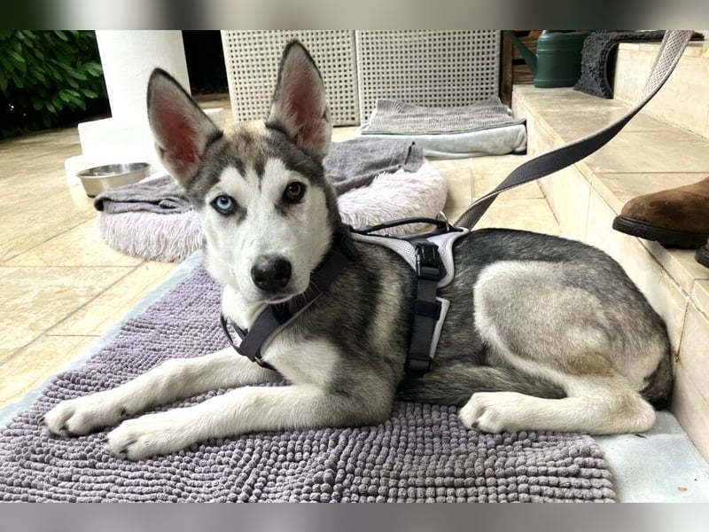 Bon - verspielter Junghund - Tierhilfe Franken e.V.