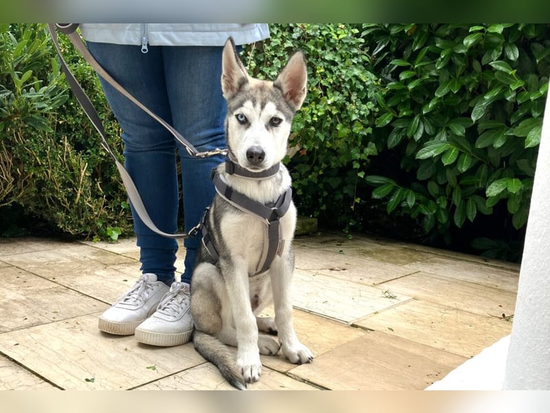 Bon - verspielter Junghund - Tierhilfe Franken e.V.