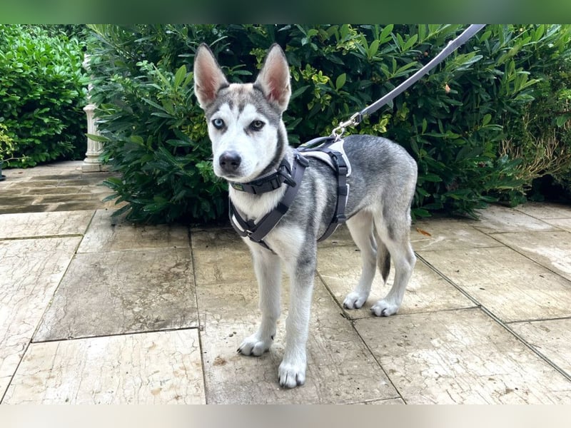 Bon - verspielter Junghund - Tierhilfe Franken e.V.