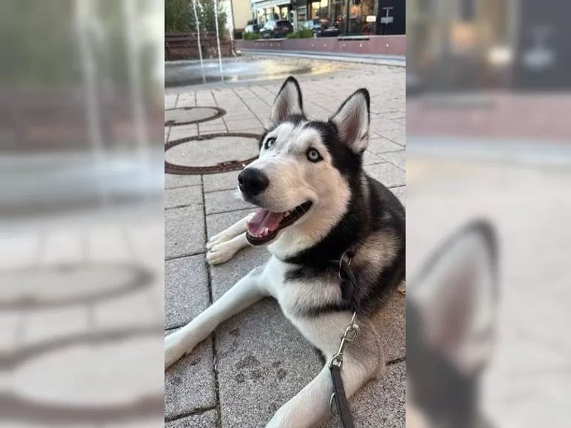 Sibirischer Husky ? reinrassig, gesunder Rüde abzugeben