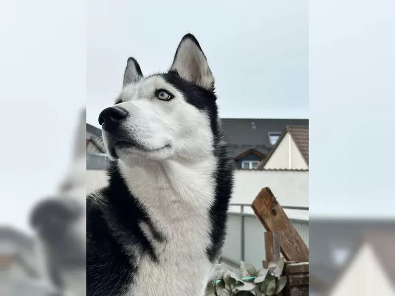 Sibirischer Husky ? reinrassig, gesunder Rüde abzugeben