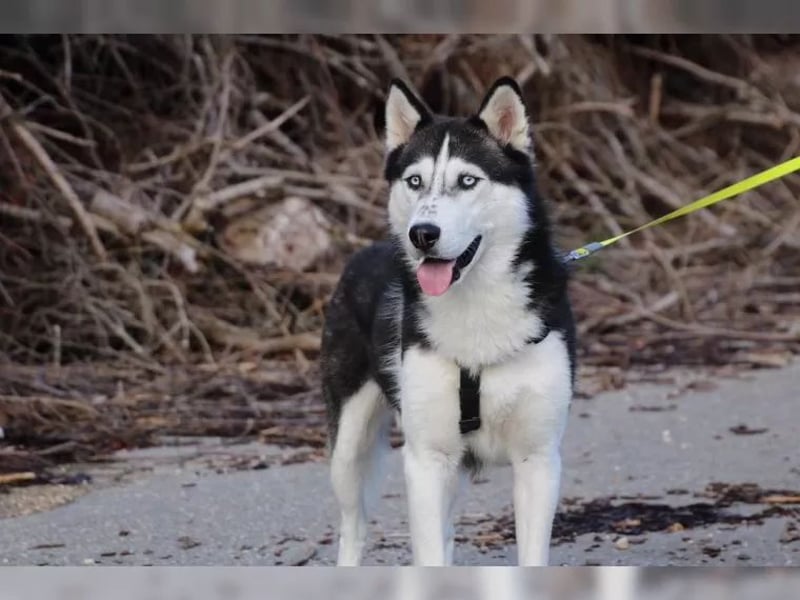 Sibirischer Husky ? reinrassig, gesunder Rüde abzugeben