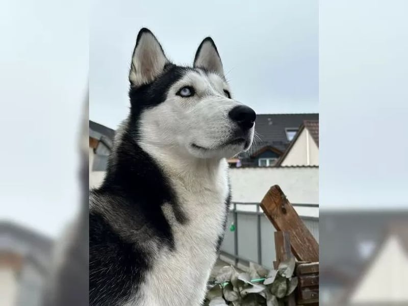 Sibirischer Husky ? reinrassig, gesunder Rüde abzugeben