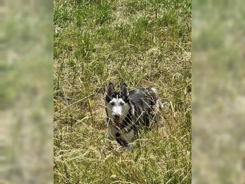 Sibirischer Husky ? reinrassig, gesunder Rüde abzugeben
