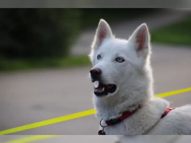 Sibirischer Husky ? reinrassig, gesunder Rüde abzugeben