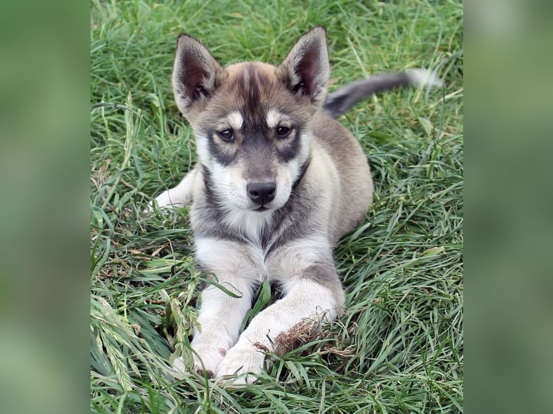 Suche Schwarz-Braun-Weiße Siberian Husky Hündin