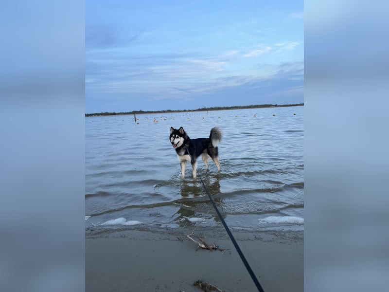 Siberian Husky Hündin 18 Monate alt