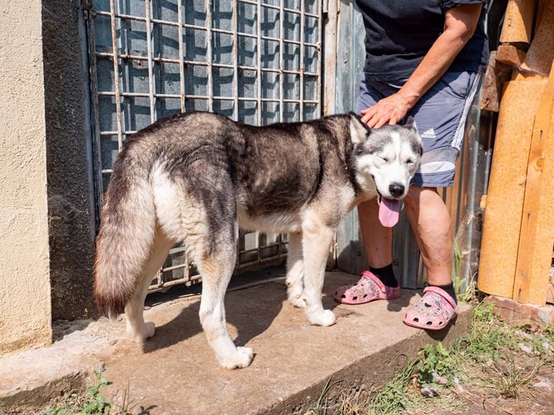SHEYLLA-großes Herz auf der Suche nach ihrer liebevollen Für-immer-Familie