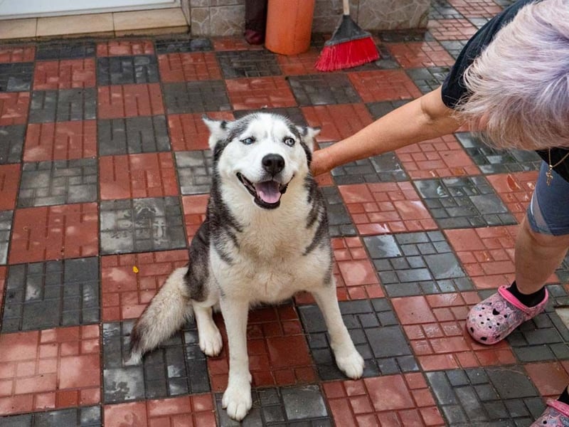 SHEYLLA-großes Herz auf der Suche nach ihrer liebevollen Für-immer-Familie