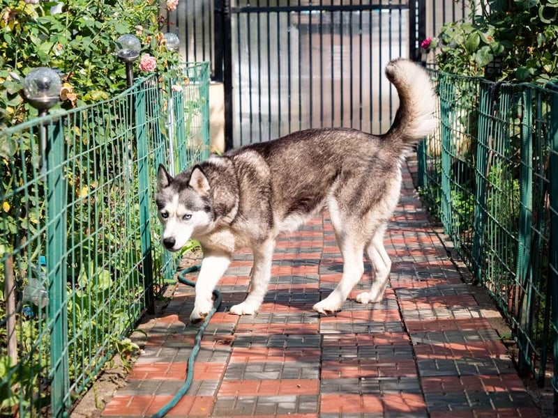 SHEYLLA-großes Herz auf der Suche nach ihrer liebevollen Für-immer-Familie